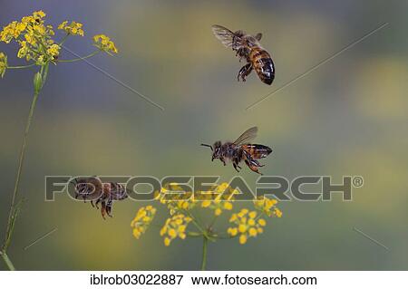 "Western Honey Bees or European Honey Bees (Apis mellifera) in flight, Thuringia, Germany, Europe" View Large Photo Image Stock Photo - "Western Honey Bees or European Honey Bees (Apis mellifera) in flight, Thuringia, Germany, Europe". Fotosearch