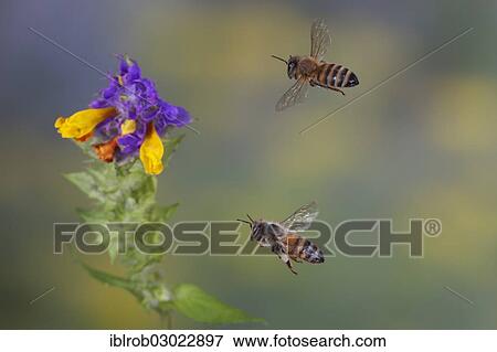 "Western Honey Bees or European Honey Bees (Apis mellifera) in flight, Thuringia, Germany, Europe" View Large Photo Image Stock Photo - "Western Honey Bees or European Honey Bees (Apis mellifera) in flight, Thuringia, Germany, Europe". Fotosearch