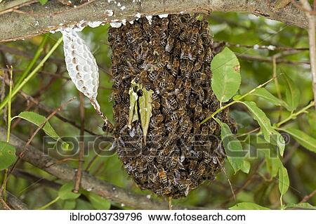 "Western Honey Bees or European Honey Bees (Apis mellifera), escaped bee colony, Brandenburg, Germany, Europe" View Large Photo Image Stock Photograph - "Western Honey Bees or European Honey Bees (Apis mellifera), escaped bee colony, Brandenburg, Germany, Europe". Fotosearch