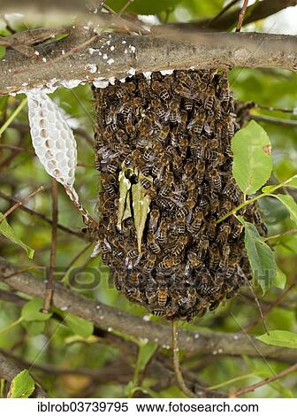 "Western Honey Bees or European Honey Bees (Apis mellifera), escaped bee colony, Brandenburg, Germany, Europe" View Large Photo Image Stock Photography - "Western Honey Bees or European Honey Bees (Apis mellifera), escaped bee colony, Brandenburg, Germany, Europe". Fotosearch