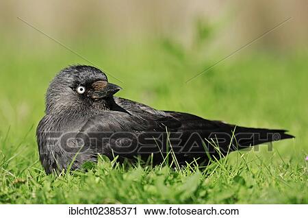 "Western Jackdaw (Corvus monedula, Coloeus monedula), North Rhine-Westphalia, Germany, Europe" View Large Photo Image Stock Image - "Western Jackdaw (Corvus monedula, Coloeus monedula), North Rhine-Westphalia, Germany, Europe". Fotosearch