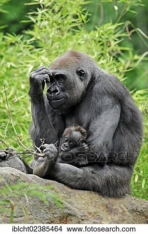 "Western Lowland Gorilla (Gorilla gorilla gorilla), female with young, native to Africa, in captivity, Netherlands, Europe" View Large Photo Image Picture - "Western Lowland Gorilla (Gorilla gorilla gorilla), female with young, native to Africa, in captivity, Netherlands, Europe". Fotosearch
