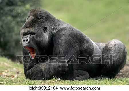 "Western Lowland Gorilla (Gorilla gorilla gorilla), male, silverback, native to Africa, captive, Germany, Europe" View Large Photo Image Picture - "Western Lowland Gorilla (Gorilla gorilla gorilla), male, silverback, native to Africa, captive, Germany, Europe". Fotosearch