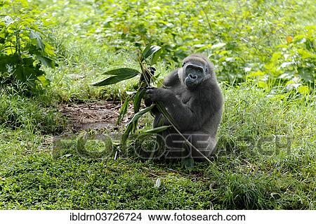 "Western Lowland Gorilla (Gorilla gorilla gorilla) in the reintroduction enclosure of Mefou Primate Sanctuary, Centre Region, Cameroon, Africa" View Large Photo Image Picture - "Western Lowland Gorilla (Gorilla gorilla gorilla) in the reintroduction enclosure of Mefou Primate Sanctuary, Centre Region, Cameroon, Africa". Fotosearch