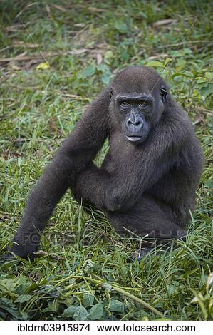"Western Lowland Gorilla (Gorilla gorilla gorilla) in reintroduction enclosure, captive, Limbe Wildlife Centre, Limbe, Region Sud-Ouest, Cameroon, Africa" View Large Photo Image Picture - "Western Lowland Gorilla (Gorilla gorilla gorilla) in reintroduction enclosure, captive, Limbe Wildlife Centre, Limbe, Region Sud-Ouest, Cameroon, Africa". Fotosearch