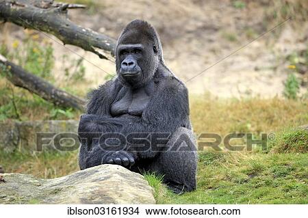 "Western Lowland Gorilla (Gorilla gorilla gorilla), adult male, captive, Apenheul Primate Park, Apeldoorn, Gelderland, The Netherlands, Europe" View Large Photo Image Picture - "Western Lowland Gorilla (Gorilla gorilla gorilla), adult male, captive, Apenheul Primate Park, Apeldoorn, Gelderland, The Netherlands, Europe". Fotosearch
