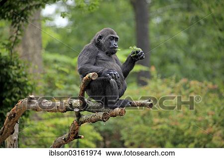 Picture - "Western Lowland Gorilla (Gorilla gorilla gorilla), adult female, eating while sitting on a tree, captive, Apenheul Primate Park, Apeldoorn, Gelderland, The Netherlands, Europe". Fotosearch