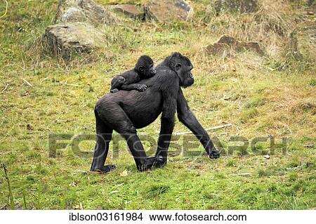 "Western Lowland Gorilla (Gorilla gorilla gorilla), adult female with an infant, captive, Apenheul Primate Park, Apeldoorn, Gelderland, The Netherlands, Europe" View Large Photo Image Picture - "Western Lowland Gorilla (Gorilla gorilla gorilla), adult female with an infant, captive, Apenheul Primate Park, Apeldoorn, Gelderland, The Netherlands, Europe". Fotosearch