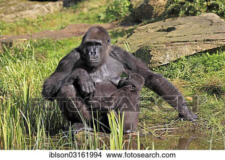 Picture - "Western Lowland Gorilla (Gorilla gorilla gorilla), adult female suckling an young, captive, Apenheul Primate Park, Apeldoorn, Gelderland, The Netherlands, Europe". Fotosearch
