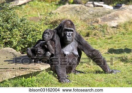 Picture - "Western Lowland Gorilla (Gorilla gorilla gorilla), adult female with an infant, captive, Apenheul Primate Park, Apeldoorn, Gelderland, The Netherlands, Europe". Fotosearch