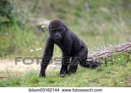 Picture - "Western Lowland Gorilla (Gorilla gorilla gorilla), infant, native to Africa, captive, Apeldoorn, Gelderland, The Netherlands, Europe". Fotosearch