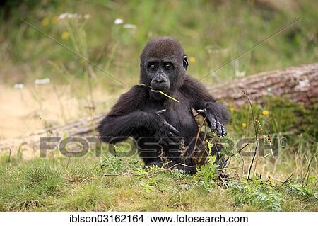 "Western Lowland Gorilla (Gorilla gorilla gorilla), infant, native to Africa, captive, Apeldoorn, Gelderland, The Netherlands, Europe" View Large Photo Image Picture - "Western Lowland Gorilla (Gorilla gorilla gorilla), infant, native to Africa, captive, Apeldoorn, Gelderland, The Netherlands, Europe". Fotosearch