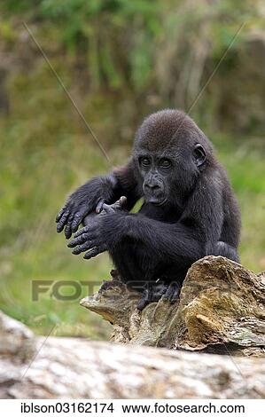 "Western Lowland Gorilla (Gorilla gorilla gorilla), infant, overawing behavior, grimacing, native to Africa, captive, Apeldoorn, Gelderland, The Netherlands, Europe" View Large Photo Image Picture - "Western Lowland Gorilla (Gorilla gorilla gorilla), infant, overawing behavior, grimacing, native to Africa, captive, Apeldoorn, Gelderland, The Netherlands, Europe". Fotosearch