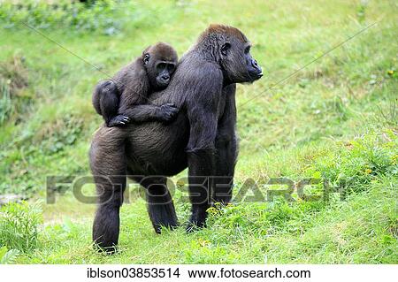 "Western Lowland Gorilla (Gorilla gorilla gorilla), adult female carrying young on her back, Apeldoorn, Netherlands" View Large Photo Image Picture - "Western Lowland Gorilla (Gorilla gorilla gorilla), adult female carrying young on her back, Apeldoorn, Netherlands". Fotosearch
