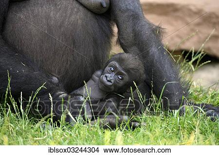 "Western Lowland Gorilla (Gorilla gorilla gorilla), infant, native to Africa, captive, Heidelberg, Baden-Wurttemberg, Germany, Europe" View Large Photo Image Picture - "Western Lowland Gorilla (Gorilla gorilla gorilla), infant, native to Africa, captive, Heidelberg, Baden-Wurttemberg, Germany, Europe". Fotosearch
