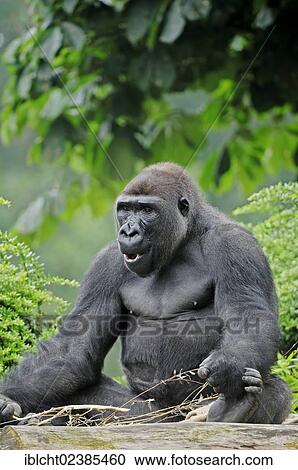 "Western Lowland Gorilla (Gorilla gorilla gorilla), male, native to Africa, in captivity, Netherlands, Europe" View Large Photo Image Stock Image - "Western Lowland Gorilla (Gorilla gorilla gorilla), male, native to Africa, in captivity, Netherlands, Europe". Fotosearch