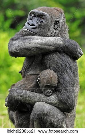 Stock Image - "Western Lowland Gorilla (Gorilla gorilla gorilla), female with young, native to Africa, in captivity, Netherlands, Europe". Fotosearch