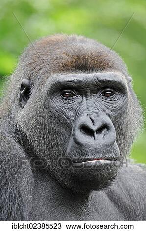 "Western Lowland Gorilla (Gorilla gorilla gorilla), male, portrait, native to Africa, in captivity, Netherlands, Europe" View Large Photo Image Stock Image - "Western Lowland Gorilla (Gorilla gorilla gorilla), male, portrait, native to Africa, in captivity, Netherlands, Europe". Fotosearch