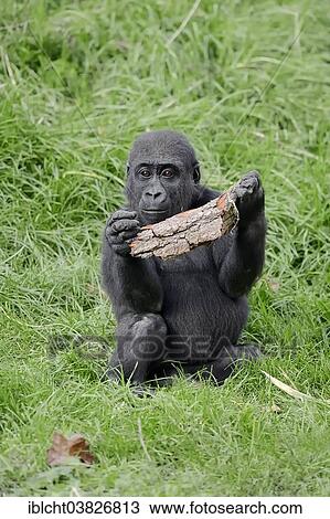 "Western Lowland Gorilla (Gorilla gorilla gorilla), young, native to Africa, captive, Germany, Europe" View Large Photo Image Stock Image - "Western Lowland Gorilla (Gorilla gorilla gorilla), young, native to Africa, captive, Germany, Europe". Fotosearch