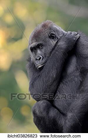 "Western Lowland Gorilla (Gorilla gorilla gorilla), female, native to Africa, captive, Germany, Europe" View Large Photo Image Stock Image - "Western Lowland Gorilla (Gorilla gorilla gorilla), female, native to Africa, captive, Germany, Europe". Fotosearch