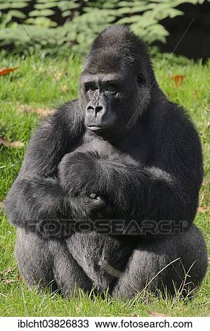 "Western Lowland Gorilla (Gorilla gorilla gorilla), male, silverback, native to Africa, captive, Netherlands" View Large Photo Image Stock Image - "Western Lowland Gorilla (Gorilla gorilla gorilla), male, silverback, native to Africa, captive, Netherlands". Fotosearch