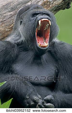 "Western Lowland Gorilla (Gorilla gorilla gorilla), male, silverback, native to Africa, captive, Germany, Europe" View Large Photo Image Stock Image - "Western Lowland Gorilla (Gorilla gorilla gorilla), male, silverback, native to Africa, captive, Germany, Europe". Fotosearch
