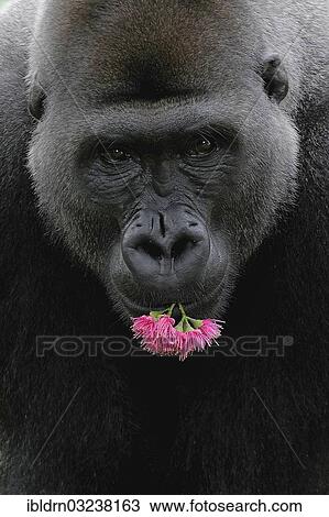 "Western Lowland Gorilla (Gorilla gorilla gorilla) with flowers in its mouth, portrait, Limbe, Southwest Region, Cameroon, Africa" View Large Photo Image Stock Image - "Western Lowland Gorilla (Gorilla gorilla gorilla) with flowers in its mouth, portrait, Limbe, Southwest Region, Cameroon, Africa". Fotosearch