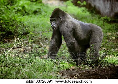 "Western Lowland Gorilla (Gorilla gorilla gorilla) in the reintroduction enclosure of Mefou Primate Sanctuary, Centre Region, Cameroon, Africa" View Large Photo Image Stock Image - "Western Lowland Gorilla (Gorilla gorilla gorilla) in the reintroduction enclosure of Mefou Primate Sanctuary, Centre Region, Cameroon, Africa". Fotosearch
