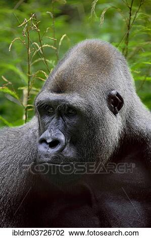 "Western Lowland Gorilla (Gorilla gorilla gorilla) in the reintroduction enclosure of Mefou Primate Sanctuary, Centre Region, Cameroon, Africa" View Large Photo Image Stock Image - "Western Lowland Gorilla (Gorilla gorilla gorilla) in the reintroduction enclosure of Mefou Primate Sanctuary, Centre Region, Cameroon, Africa". Fotosearch