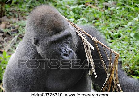 "Western Lowland Gorilla (Gorilla gorilla gorilla) in the reintroduction enclosure of Mefou Primate Sanctuary, Centre Region, Cameroon, Africa" View Large Photo Image Stock Image - "Western Lowland Gorilla (Gorilla gorilla gorilla) in the reintroduction enclosure of Mefou Primate Sanctuary, Centre Region, Cameroon, Africa". Fotosearch