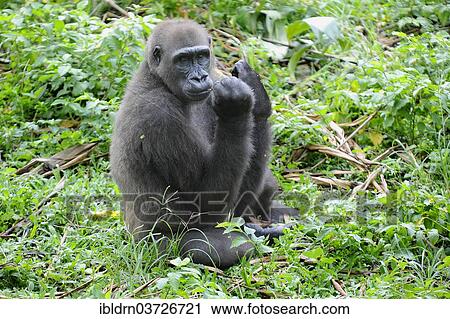 "Western Lowland Gorilla (Gorilla gorilla gorilla) in the reintroduction enclosure of Mefou Primate Sanctuary, Centre Region, Cameroon, Africa" View Large Photo Image Stock Image - "Western Lowland Gorilla (Gorilla gorilla gorilla) in the reintroduction enclosure of Mefou Primate Sanctuary, Centre Region, Cameroon, Africa". Fotosearch