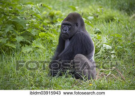Stock Image - "Western Lowland Gorilla (Gorilla gorilla gorilla) in reintroduction enclosure, captive, Limbe Wildlife Centre, Limbe, Region Sud-Ouest, Cameroon, Africa". Fotosearch