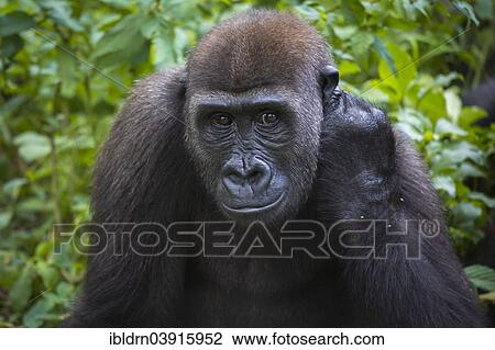 "Western Lowland Gorilla (Gorilla gorilla gorilla) in reintroduction enclosure, captive, Limbe Wildlife Centre, Limbe, Region Sud-Ouest, Cameroon, Africa" View Large Photo Image Stock Image - "Western Lowland Gorilla (Gorilla gorilla gorilla) in reintroduction enclosure, captive, Limbe Wildlife Centre, Limbe, Region Sud-Ouest, Cameroon, Africa". Fotosearch