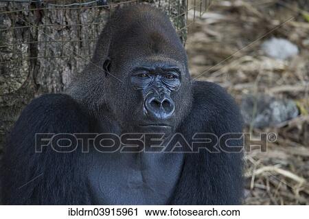 "Western Lowland Gorilla (Gorilla gorilla gorilla) in reintroduction enclosure, captive, Limbe Wildlife Centre, Limbe, Region Sud-Ouest, Cameroon, Africa" View Large Photo Image Stock Image - "Western Lowland Gorilla (Gorilla gorilla gorilla) in reintroduction enclosure, captive, Limbe Wildlife Centre, Limbe, Region Sud-Ouest, Cameroon, Africa". Fotosearch