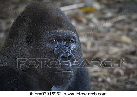 "Western Lowland Gorilla (Gorilla gorilla gorilla) in reintroduction enclosure, captive, Limbe Wildlife Centre, Limbe, Region Sud-Ouest, Cameroon, Africa" View Large Photo Image Stock Image - "Western Lowland Gorilla (Gorilla gorilla gorilla) in reintroduction enclosure, captive, Limbe Wildlife Centre, Limbe, Region Sud-Ouest, Cameroon, Africa". Fotosearch
