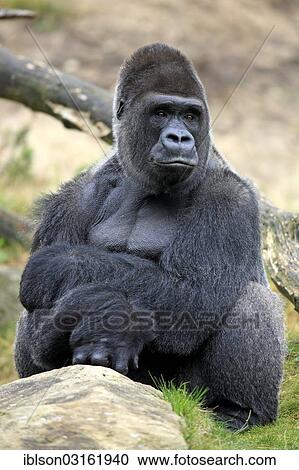 Stock Image - "Western Lowland Gorilla (Gorilla gorilla gorilla), adult male, captive, Apenheul Primate Park, Apeldoorn, Gelderland, The Netherlands, Europe". Fotosearch