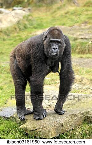 "Western Lowland Gorilla (Gorilla gorilla gorilla), adult female, captive, Apenheul Primate Park, Apeldoorn, Gelderland, The Netherlands, Europe" View Large Photo Image Stock Image - "Western Lowland Gorilla (Gorilla gorilla gorilla), adult female, captive, Apenheul Primate Park, Apeldoorn, Gelderland, The Netherlands, Europe". Fotosearch