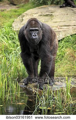 "Western Lowland Gorilla (Gorilla gorilla gorilla), adult female, captive, Apenheul Primate Park, Apeldoorn, Gelderland, The Netherlands, Europe" View Large Photo Image Stock Image - "Western Lowland Gorilla (Gorilla gorilla gorilla), adult female, captive, Apenheul Primate Park, Apeldoorn, Gelderland, The Netherlands, Europe". Fotosearch