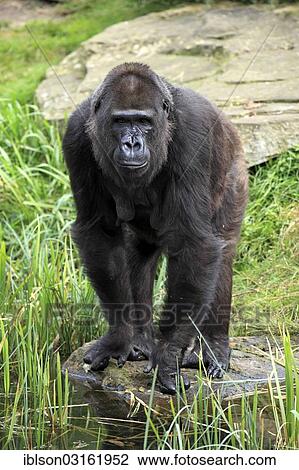 "Western Lowland Gorilla (Gorilla gorilla gorilla), adult female, captive, Apenheul Primate Park, Apeldoorn, Gelderland, The Netherlands, Europe" View Large Photo Image Stock Image - "Western Lowland Gorilla (Gorilla gorilla gorilla), adult female, captive, Apenheul Primate Park, Apeldoorn, Gelderland, The Netherlands, Europe". Fotosearch