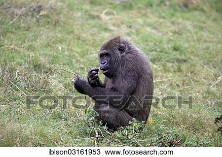 "Western Lowland Gorilla (Gorilla gorilla gorilla), adult female, eating, captive, Apenheul Primate Park, Apeldoorn, Gelderland, The Netherlands, Europe" View Large Photo Image Stock Image - "Western Lowland Gorilla (Gorilla gorilla gorilla), adult female, eating, captive, Apenheul Primate Park, Apeldoorn, Gelderland, The Netherlands, Europe". Fotosearch