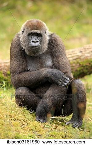 "Western Lowland Gorilla (Gorilla gorilla gorilla), adult female, captive, Apenheul Primate Park, Apeldoorn, Gelderland, The Netherlands, Europe" View Large Photo Image Stock Image - "Western Lowland Gorilla (Gorilla gorilla gorilla), adult female, captive, Apenheul Primate Park, Apeldoorn, Gelderland, The Netherlands, Europe". Fotosearch