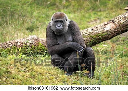 "Western Lowland Gorilla (Gorilla gorilla gorilla), adult female, captive, Apenheul Primate Park, Apeldoorn, Gelderland, The Netherlands, Europe" View Large Photo Image Stock Image - "Western Lowland Gorilla (Gorilla gorilla gorilla), adult female, captive, Apenheul Primate Park, Apeldoorn, Gelderland, The Netherlands, Europe". Fotosearch