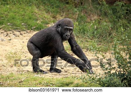 "Western Lowland Gorilla (Gorilla gorilla gorilla), juvenile, captive, Apenheul Primate Park, Apeldoorn, Gelderland, The Netherlands, Europe" View Large Photo Image Stock Image - "Western Lowland Gorilla (Gorilla gorilla gorilla), juvenile, captive, Apenheul Primate Park, Apeldoorn, Gelderland, The Netherlands, Europe". Fotosearch