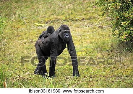 "Western Lowland Gorilla (Gorilla gorilla gorilla), adult female with an infant, captive, Apenheul Primate Park, Apeldoorn, Gelderland, The Netherlands, Europe" View Large Photo Image Stock Image - "Western Lowland Gorilla (Gorilla gorilla gorilla), adult female with an infant, captive, Apenheul Primate Park, Apeldoorn, Gelderland, The Netherlands, Europe". Fotosearch