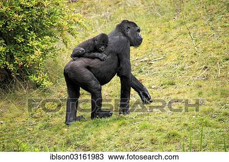 "Western Lowland Gorilla (Gorilla gorilla gorilla), adult female with an infant, captive, Apenheul Primate Park, Apeldoorn, Gelderland, The Netherlands, Europe" View Large Photo Image Stock Image - "Western Lowland Gorilla (Gorilla gorilla gorilla), adult female with an infant, captive, Apenheul Primate Park, Apeldoorn, Gelderland, The Netherlands, Europe". Fotosearch