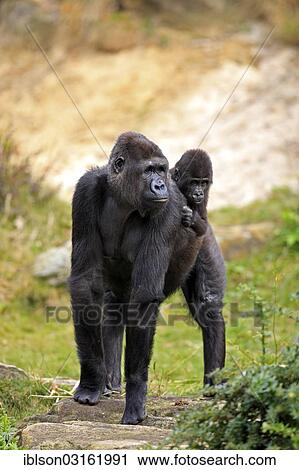 "Western Lowland Gorilla (Gorilla gorilla gorilla), adult female with an infant, captive, Apenheul Primate Park, Apeldoorn, Gelderland, The Netherlands, Europe" View Large Photo Image Stock Image - "Western Lowland Gorilla (Gorilla gorilla gorilla), adult female with an infant, captive, Apenheul Primate Park, Apeldoorn, Gelderland, The Netherlands, Europe". Fotosearch