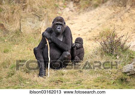 "Western Lowland Gorilla (Gorilla gorilla gorilla), female with an infant, native to Africa, captive, Apeldoorn, Gelderland, The Netherlands, Europe" View Large Photo Image Stock Image - "Western Lowland Gorilla (Gorilla gorilla gorilla), female with an infant, native to Africa, captive, Apeldoorn, Gelderland, The Netherlands, Europe". Fotosearch
