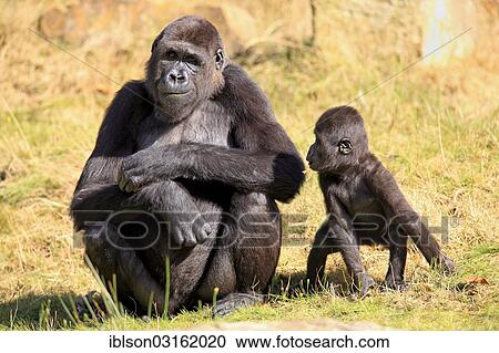 "Western Lowland Gorilla (Gorilla gorilla gorilla), female with an infant, native to Africa, captive, Apeldoorn, Gelderland, The Netherlands, Europe" View Large Photo Image Stock Image - "Western Lowland Gorilla (Gorilla gorilla gorilla), female with an infant, native to Africa, captive, Apeldoorn, Gelderland, The Netherlands, Europe". Fotosearch