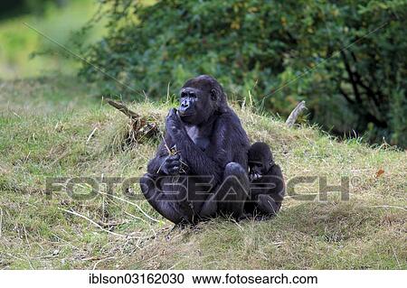 "Western Lowland Gorilla (Gorilla gorilla gorilla), female with an infant, native to Africa, captive, Apeldoorn, Gelderland, The Netherlands, Europe" View Large Photo Image Stock Image - "Western Lowland Gorilla (Gorilla gorilla gorilla), female with an infant, native to Africa, captive, Apeldoorn, Gelderland, The Netherlands, Europe". Fotosearch