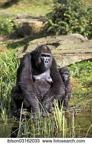 Stock Image - "Western Lowland Gorilla (Gorilla gorilla gorilla), female with an infant, native to Africa, captive, Apeldoorn, Gelderland, The Netherlands, Europe". Fotosearch